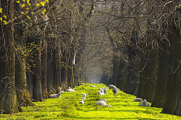 Natural Monument Eßkastanienallee (alley of edable chestnuts) near Schloß Dyck, outdoor photo, spring, morning, Jüchen, Northrhine- Westfalia, Germany, Europe