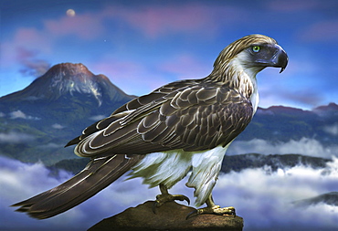 Philippine eagle with Mount Apo, Mindanao Island, Philippines, Asia