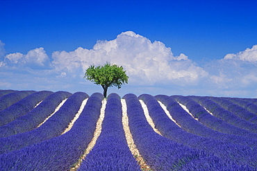 Almond tree in lavender field in front of clouded sky, Plateau de Valensole, Alpes de Haute Provence, Provence, France, Europe