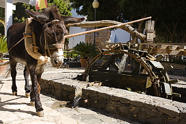 A donkey moving the water wheel of a historical well, Pajara, Fuerteventura, Canary Islands, Spain, Europe