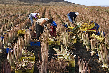 Workers on an aloe vera plantation, Valles de Ortega, Fuerteventura, Canary Islands, Spain, Europe