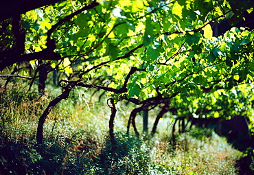 Grapewine, Bozen, South Tyrol, Italy