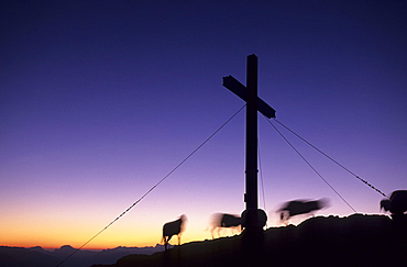 Sheep and cross on the summit of Sarstein in the first morning light, Dachstein range, Upper Austria, Austria