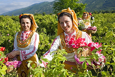 Rose picking girls at harvest, Rose Festival, Karlovo, Bulgaria, Europe