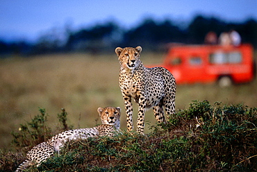 Cheetahs in the Steppe, Masai Mara National Reserve, Kenia, Africa