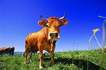 Cattle on maedow, Upper Bavaria, Bavaria, Germany