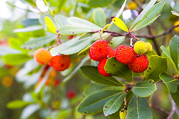 Fruit of the Strawberry Tree, Arbutus unedo L., Sardinia, Italy.