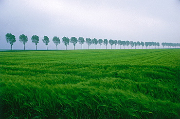 Trees in a row, grain field in the front