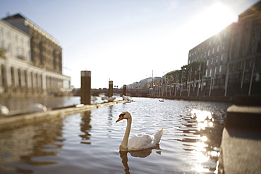 Swan on Alsterfleet part of river Alster, , Alster Arcades left, , Hamburg, Germany