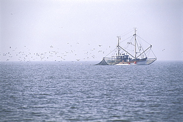 Shrimp Boat in Wadden Sea, Germany