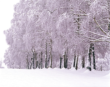 Trees covered with snow, Upper Bavaria, Germany