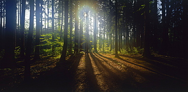 Sun shining through forest, Upper Bavaria, Germany