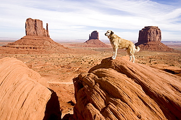 Dog standing on a rock in the Monument Valley, Anatolian Shepherd, Kangal, Monument Valley, Arizona, USA