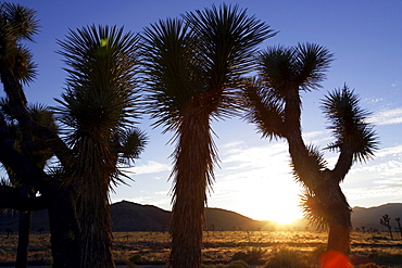 View through a Joshua Tree into the sunset, Joshua Tree National Park, Twentynine Palms, California, USA