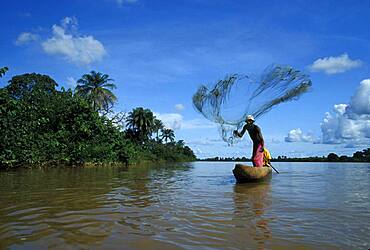 Fisherman casting his net, River Gambia, Gambia, Africa