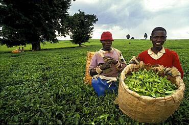 Tea pickers on a tea plantation harvesting tea, Limuru near Nairobi, Kenya, Africa