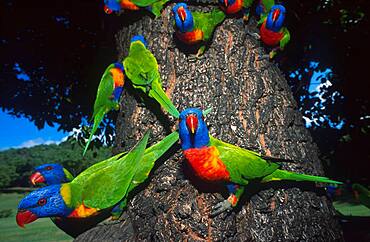 Loris, parrots on a trunk, Queensland, Australia