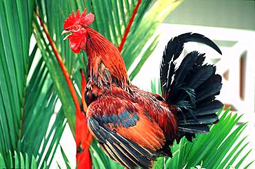 Crowing rooster, St. Lucia, Caribbean, America