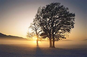 Oak tree and sunrise, winter mood