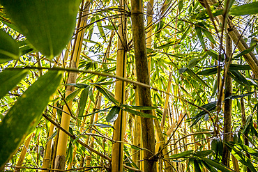 Bamboo grove on Malekula, Vanuatu, South Pacific, Oceania