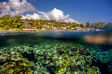 Underwater off Tanna, Vanuatu, South Pacific, Oceania