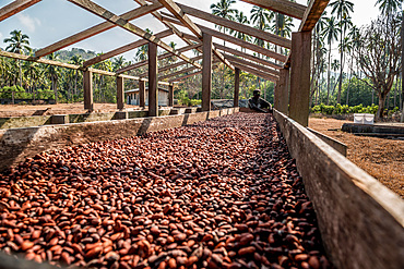 Drying cocoa beans, Malekula, Vanuatu, South Pacific, Oceania