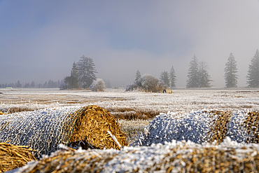 View over the hoarfrost-covered cultural landscape of the Loisach-Kochelsee Moore and the fodder meadows, Bavaria, Germany.