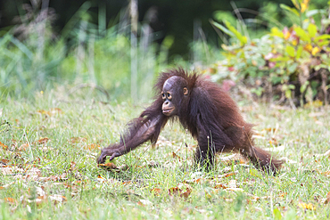 Orang Utan Baby Zoo Rostock, Germany, Mecklenburg-Western Pomerania, Baltic Sea