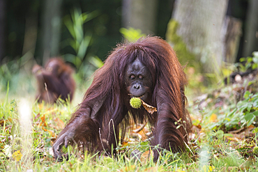 Orang Utan with chestnut in the Rostock Zoo, Germany, Mecklenburg-Western Pomerania, Baltic Sea