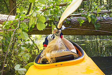 Paddler in kayak in front of fallen tree, Germany, Brandenburg, Spreewald