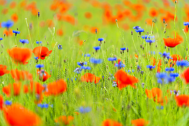 Grain field with meadow flowers, Bavaria, Germany, Europe