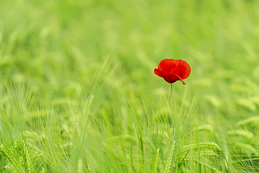 Poppy blossom in wheat field; Weilheim, Upper Bavaria, Bavaria, Germany