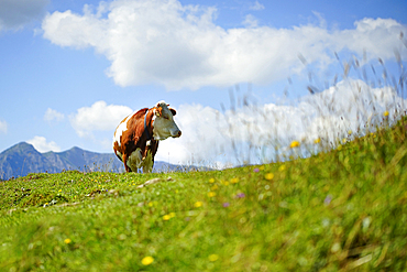 Cow on an alpine meadow, Bavaria, Germany, Europe