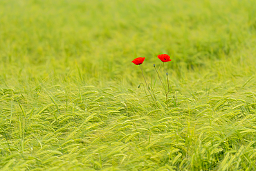 Poppies in the wheat field, Bavaria, Germany, Europe