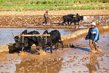 Farmer plows rice field with zebus west of Antananarivo, highlands, Madagascar, Africa