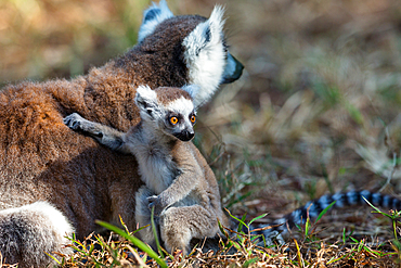 Ring-tailed lemur with baby, Lemur catta, Nahampoana Reserve, Southern Madagascar, Africa