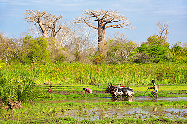 Farmer plows rice field near Morondava, baobabs, Adansonia grandidieri, Madagascar, Africa