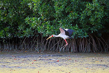 Gambia; Western Region; at Bintang Bolong; Stork landing on the bank;