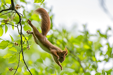 Red squirrel jump daringly from the tree into the depths, Germany, Brandenburg