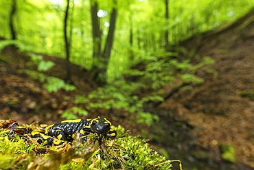 Portrait fire salamander in its habitat, Germany, Thuringia