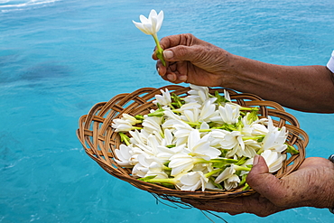 Tiare flowers are presented to passengers on the Aranui 5 (Aranui Cruises) passenger cargo ship, Rotoava, Fakarava Atoll, Tuamotu Islands, French Polynesia, South Pacific