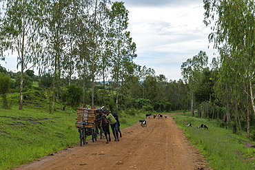 Young men push bicycles with collected firewood along a dirt road with goats behind them, near Kabarondo, Eastern Province, Rwanda, Africa