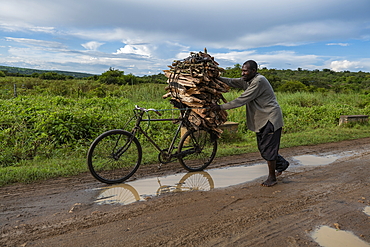 Man pushes bicycle with collected firewood along dirt road in grasslands, near Akagera National Park, Eastern Province, Rwanda, Africa