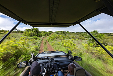 Blurred motion when looking from a safari vehicle operated by luxury resort tented Magashi Camp (Wilderness Safaris), Akagera National Park, Eastern Province, Rwanda, Africa