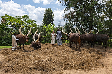 Young woman poses with Inyambo (sacred) cows with huge horns and their keepers in the garden of the Royal Palace Museum of Mutara III Rudahigwa from 1931, Nyanza, Southern Province, Rwanda, Africa