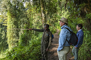 Ranger guide explains the nature to a couple along the Igishigishigi Trail on the way to the Canopy Walkway, Nyungwe Forest National Park, Western Province, Rwanda, Africa