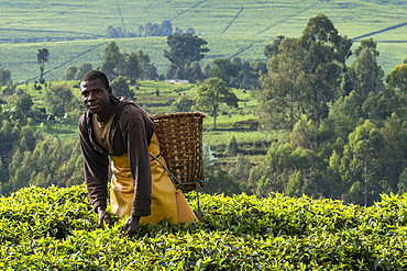 Man with basket harvests tea leaves in tea plantation, near Gisakura, Western Province, Rwanda, Africa