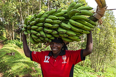 Smiling woman in Arsenal soccer jersey carries heavy banana tree on head, near Gisakura, Western Province, Rwanda, Africa