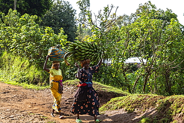 Two women carrying basket and heavy banana tree on their heads, near Gisakura, Western Province, Rwanda, Africa