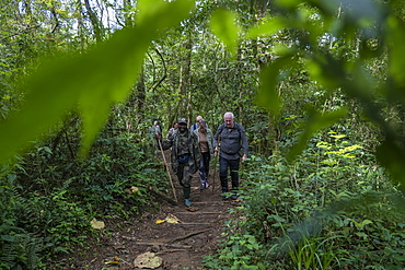 Ranger guide and hiking group run through lush jungle during a chimpanzee discovery hike in Cyamudongo Forest, Nyungwe Forest National Park, Western Province, Rwanda, Africa